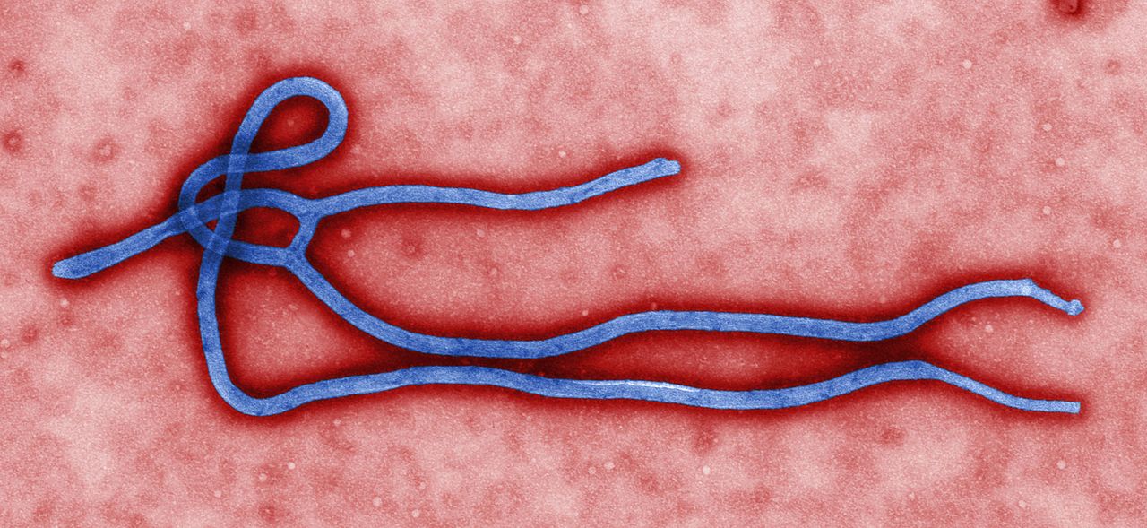 ebola epidemia
